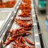 Standards for Dried Chili Processing Plants Ensuring Mold-Free Products and Consumer Confidence